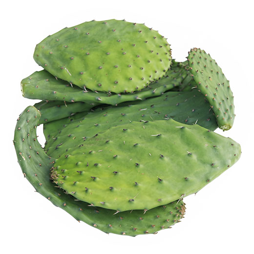 Nopal / Cactus Leaves